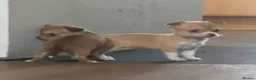 Chihuahua dogs for sale: CHIHUAHUA PUPPIES 3 only available now  - Advert 28