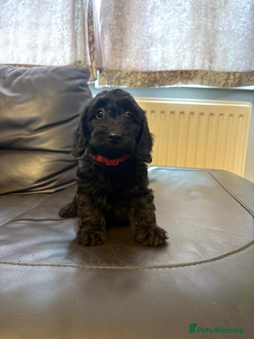 Mixed Breed dogs for sale: dixie pop puppies for sale - Image 4