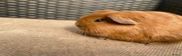 Guinea Pig rodents for sale: Baby Guinea pigs available ready now - Advert 8