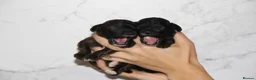 Miniature Poodle dogs for sale: Beautiful miniature poodle puppies  - Advert 14