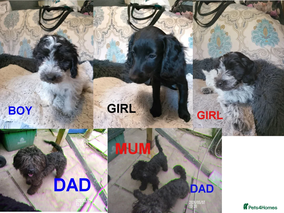 Cockapoo dogs for sale:  Cockapoo puppies 1 boy 3 girls £650 - Advert 1