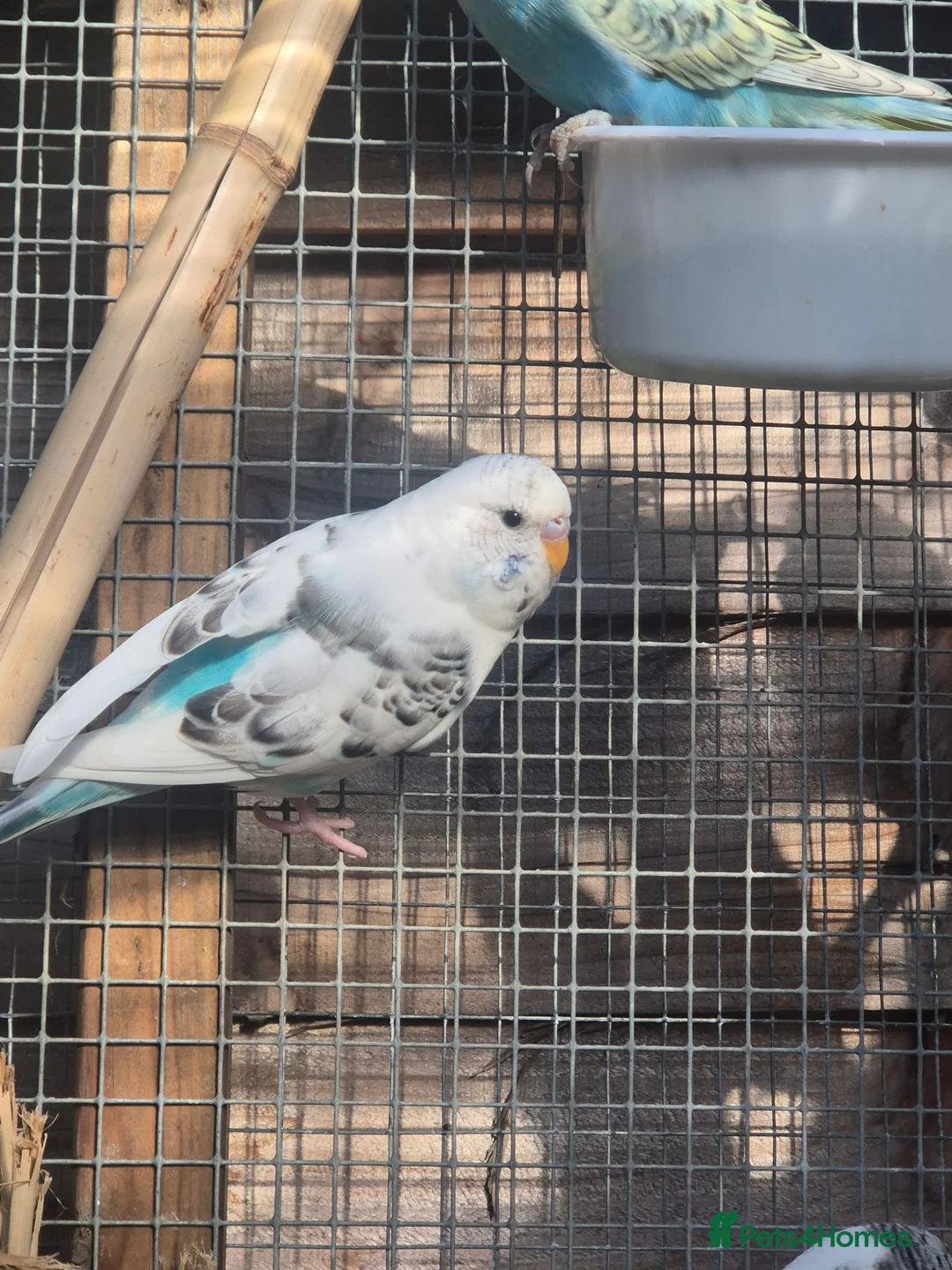 Budgerigars birds for sale: Adult budgies - Advert 1