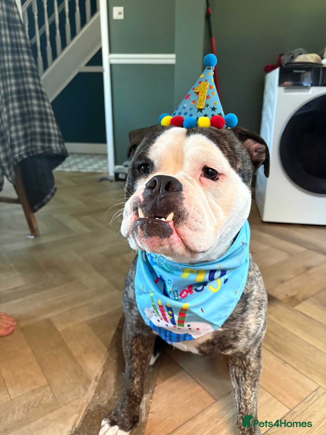 Old Tyme Bulldog dogs for sale: old tyme bulldog looking for a loving home - Advert 6