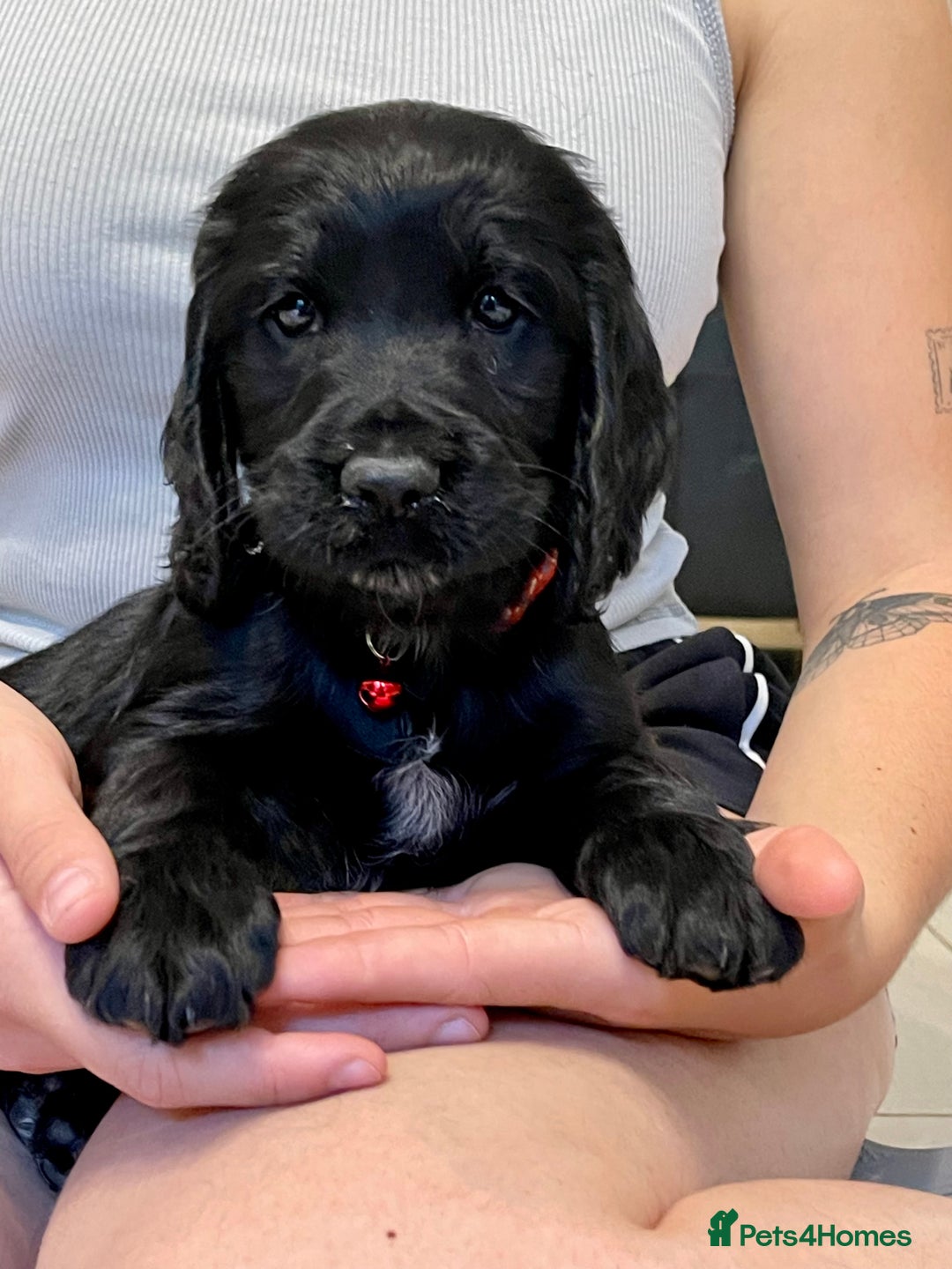 Sprocker dogs for sale: Beautiful Sprocker puppies HEALTH TESTED PARENTS - Image 27