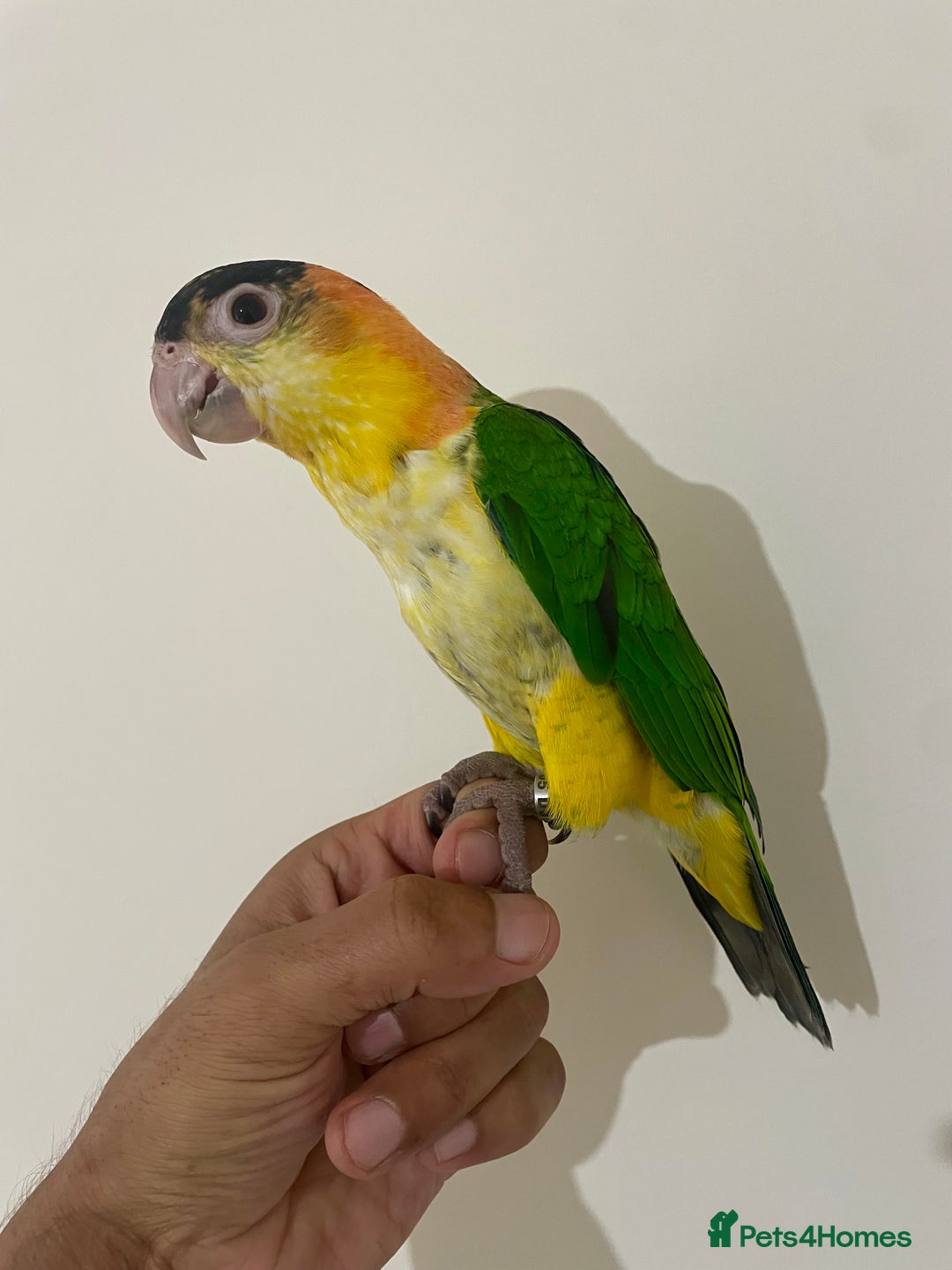 Parrots birds for sale: SILLY TAME HAND REARED BABY YELLOW THIGHED CAIQUE - Image 5