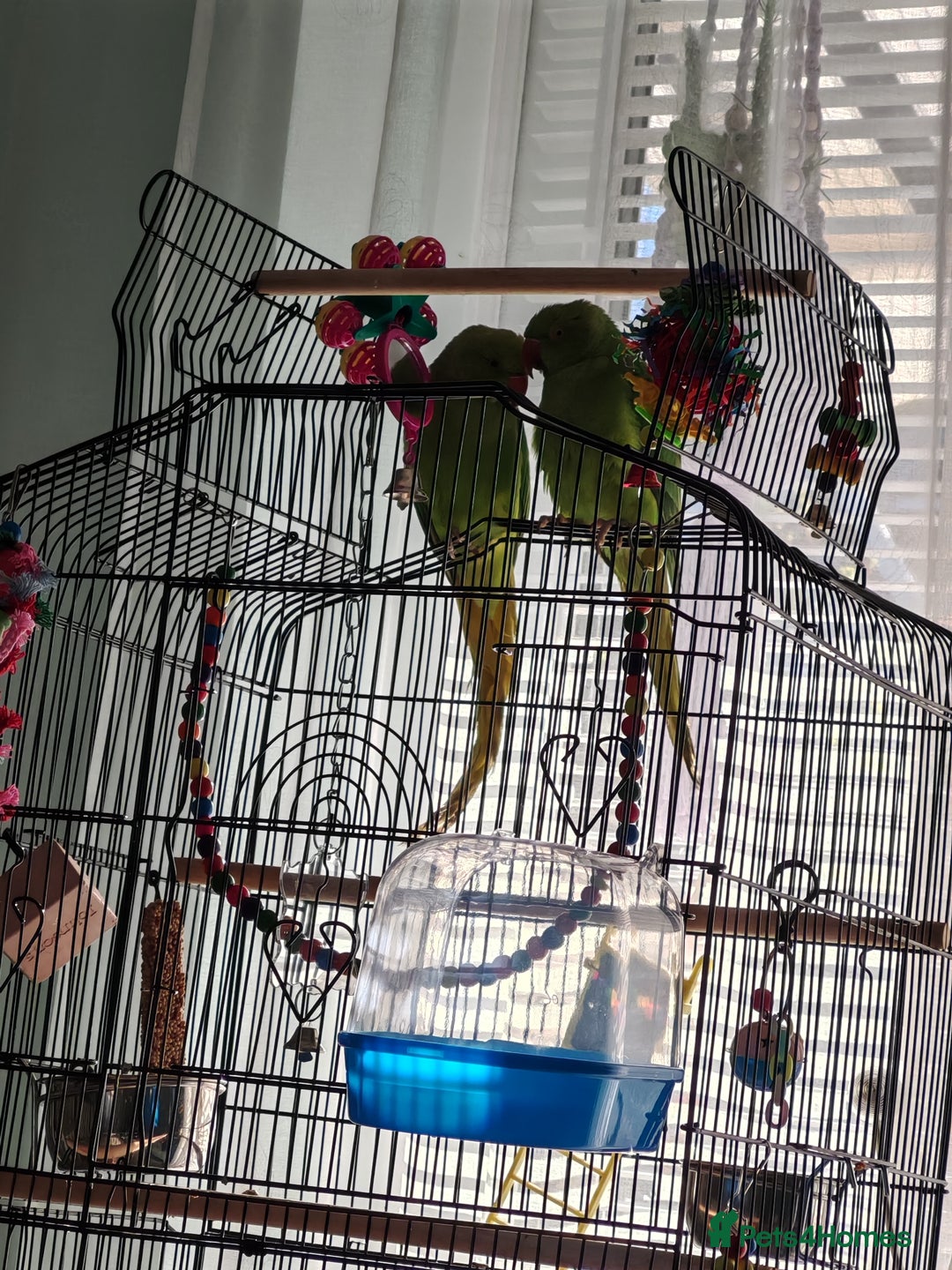 Ringnecks birds for sale: Ringneck mixed  - Advert 6