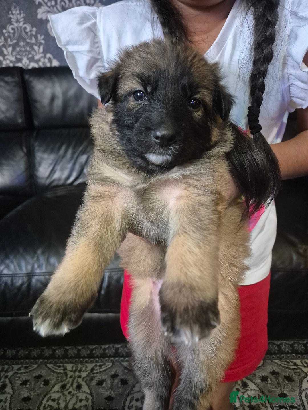 German Shepherd dogs for sale: German shepherd puppies - Advert 9