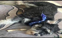 Mixed Breed dogs for sale: 🐾🐶Adorable and very cute Cavaschnauzer 🐶🐾 - Image 29