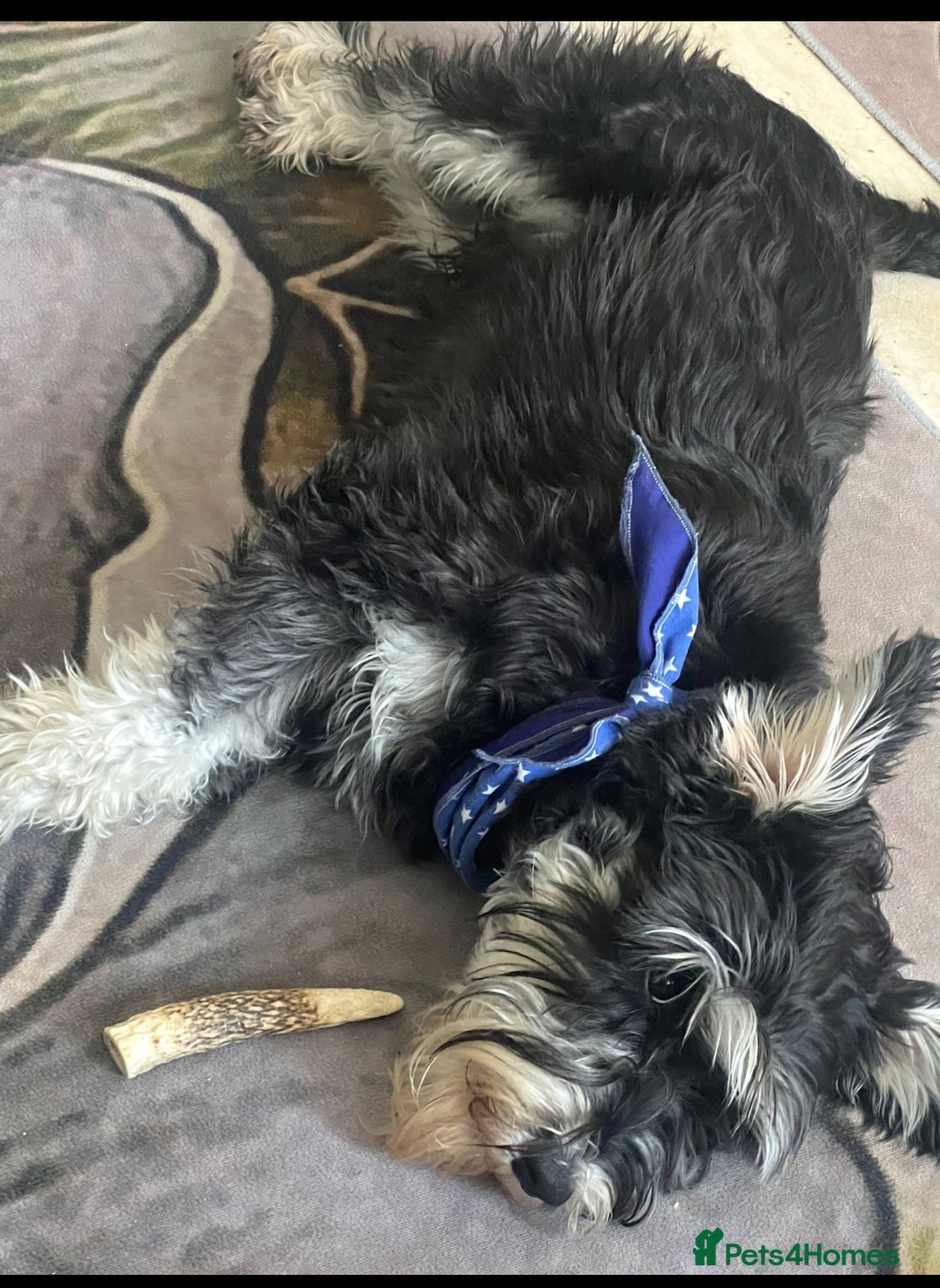 Mixed Breed dogs for sale: 🐾🐶Adorable and very cute Cavaschnauzer 🐶🐾 - Image 29