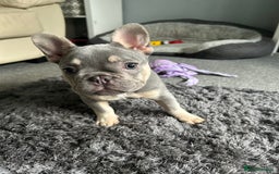 French Bulldog dogs for sale: *READY TO LEAVE* stunning lilac/tan girl frenchie - Image 1