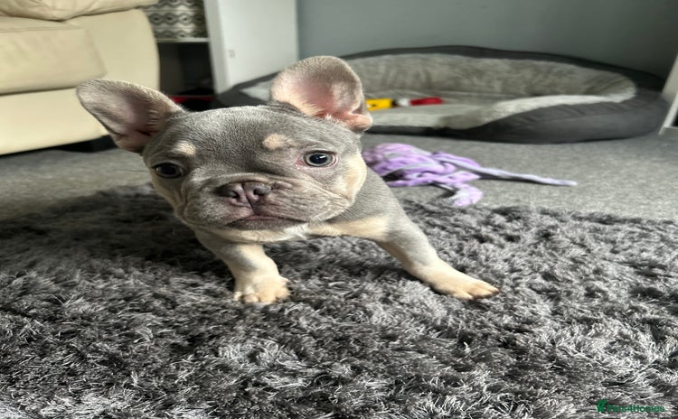 French Bulldog dogs - Advert 1