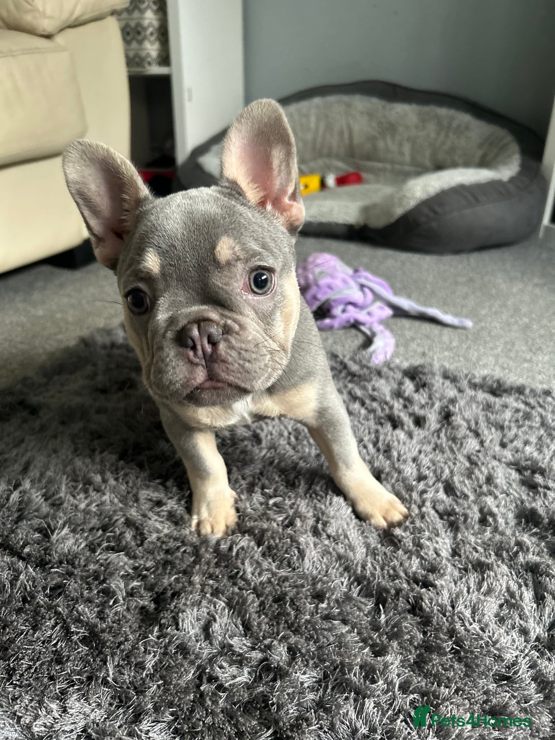 French Bulldog dogs for sale: *READY TO LEAVE* stunning lilac/tan girl frenchie - Image 1
