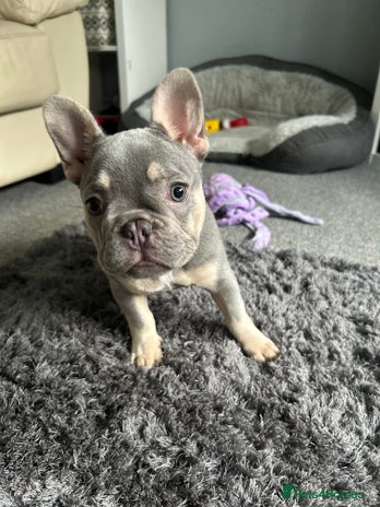 French Bulldog dogs - Advert 2
