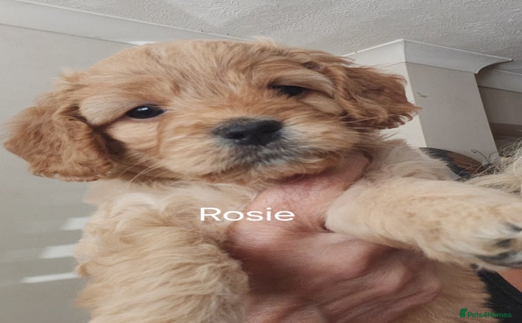 Goldendoodle dogs - Advert 5