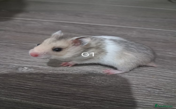 Hamster rodents - Advert 3