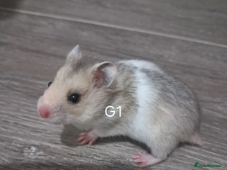 Hamster rodents - Advert 1