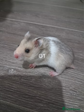 Hamster rodents - Advert 18