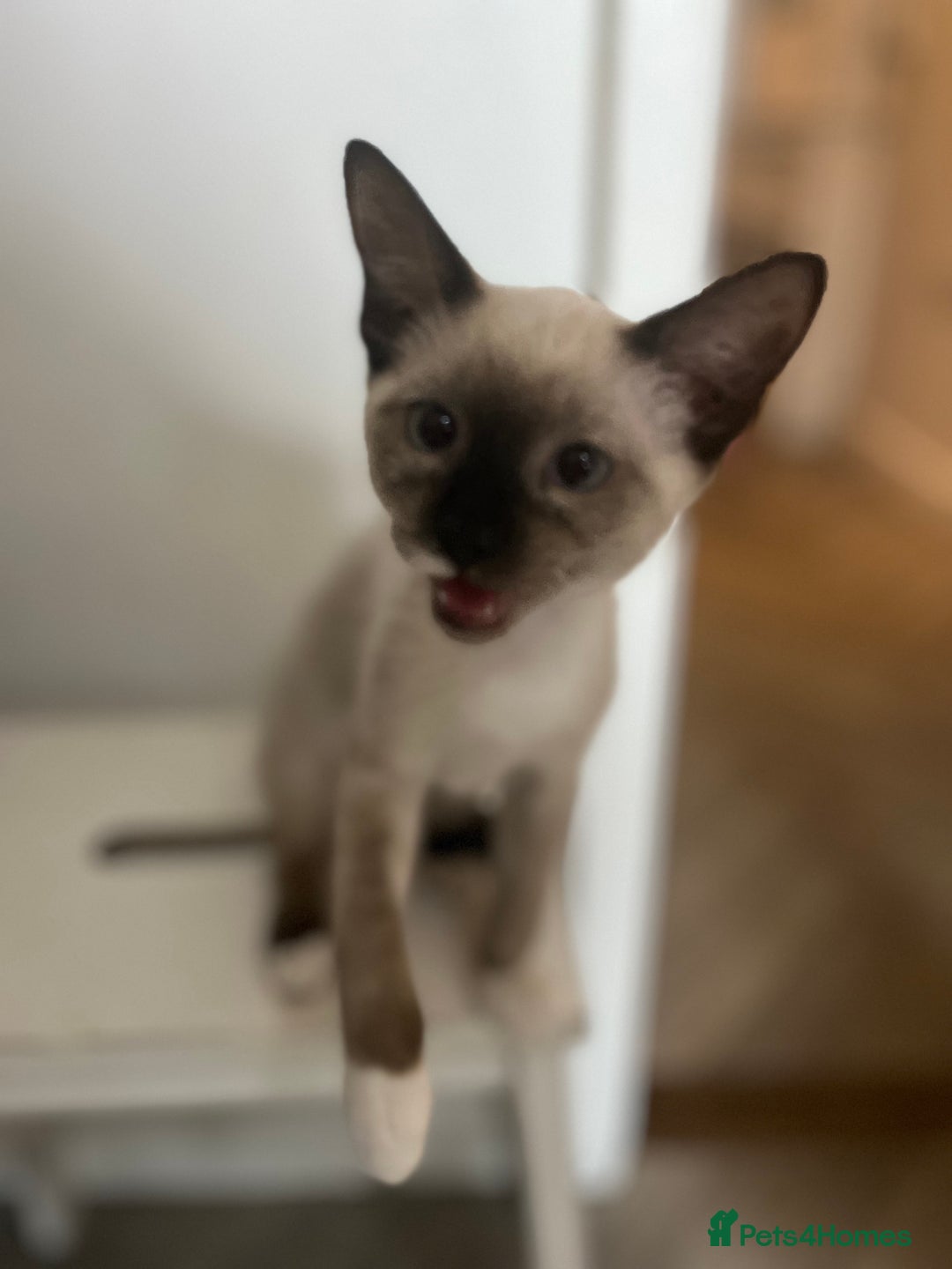 Mixed Breed cats for sale: One stunning boy left  - Image 3