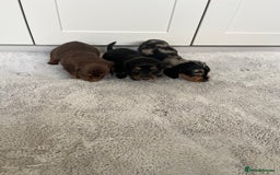 Dachshund dogs for sale: STANDARD LONGHAIR DACHSHUNDS - Image 4