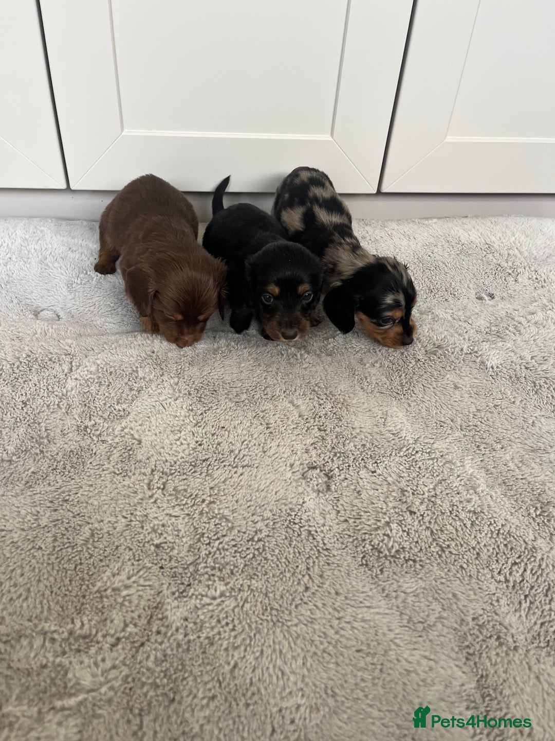 Dachshund dogs for sale: STANDARD LONGHAIR DACHSHUNDS - Image 4