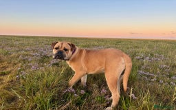 Bullmastiff dogs for sale: Eggys - Image 1