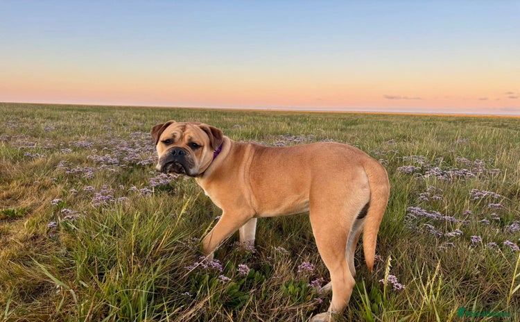 Bullmastiff dogs - Advert 1