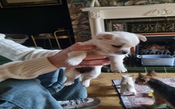 Chorkie dogs for sale: 3 little babies left. - Image 4