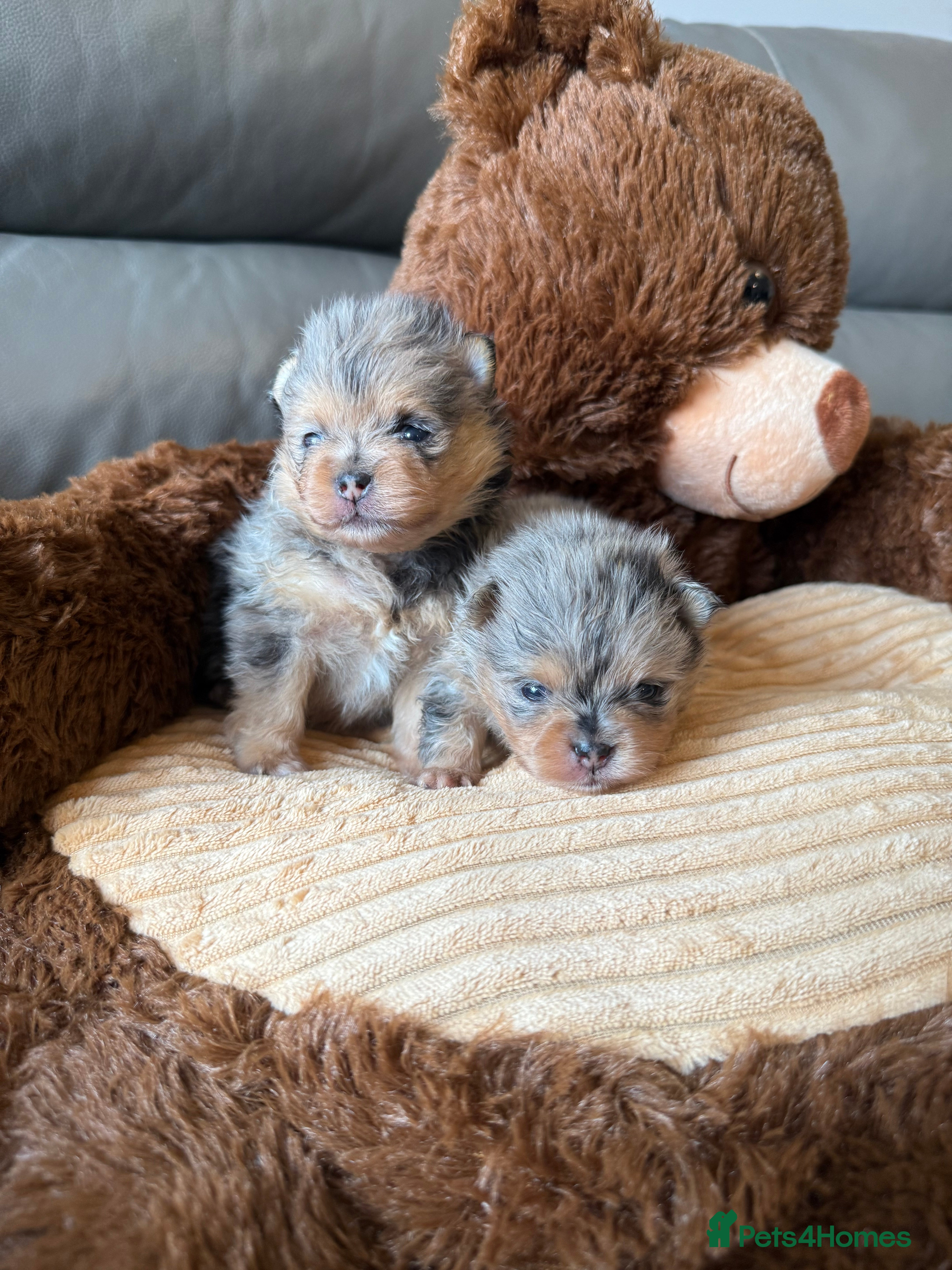 Pomeranian dogs Rare Beautiful Merle Pomeranians 💎 - Advert 2