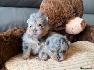 Pomeranian dogs Rare Beautiful Merle Pomeranians 💎 - Advert 2