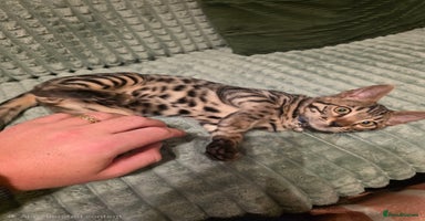 Bengal cats - Advert 15