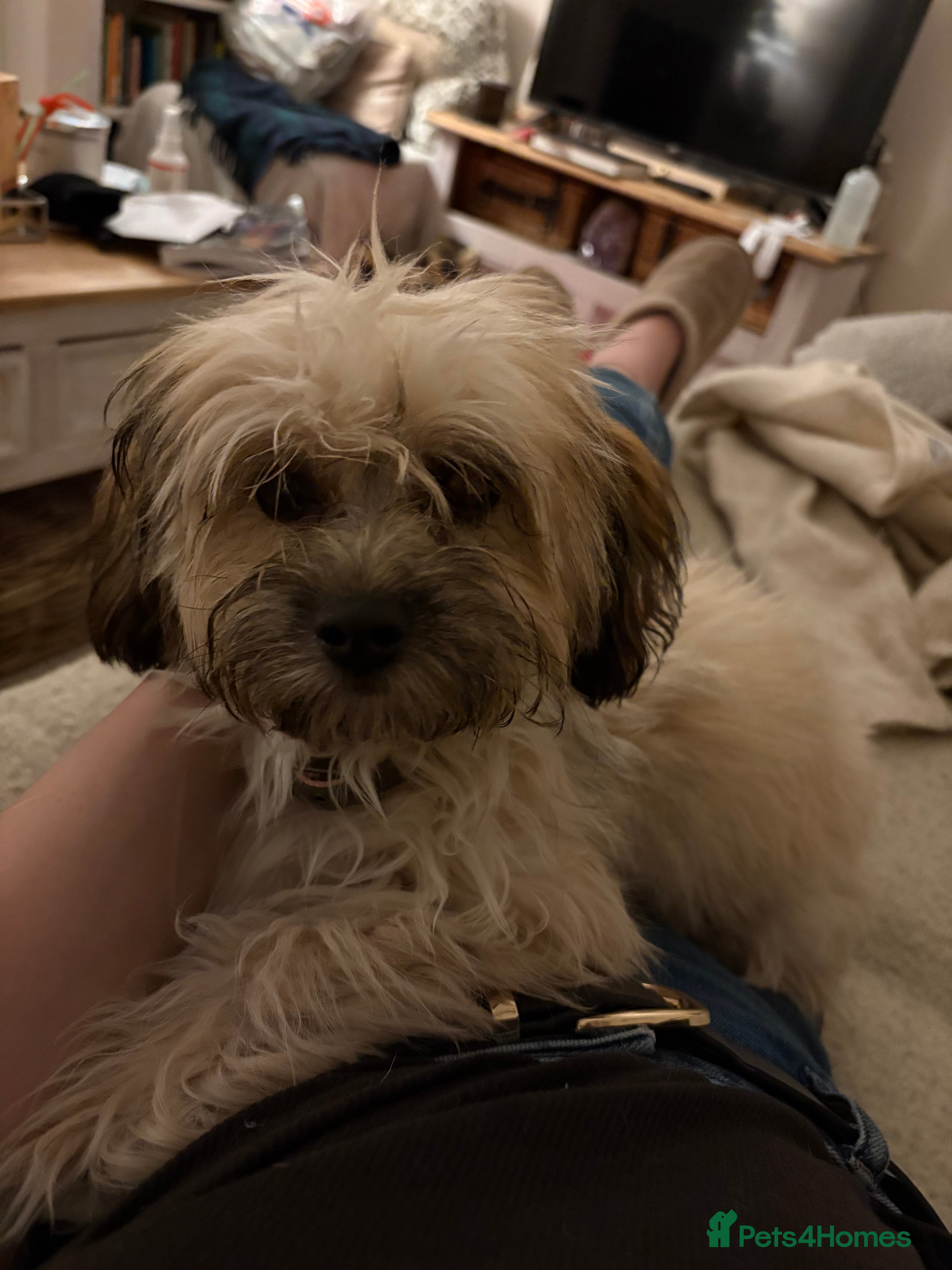 Mixed Breed dogs Rosie, pomchi x Coton de tulear 6 months  - Advert 1