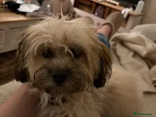 Mixed Breed dogs Rosie, pomchi x Coton de tulear 6 months - Advert 11