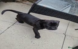 Mixed Breed dogs for sale: 3 beautiful boys for sale  - Image 34