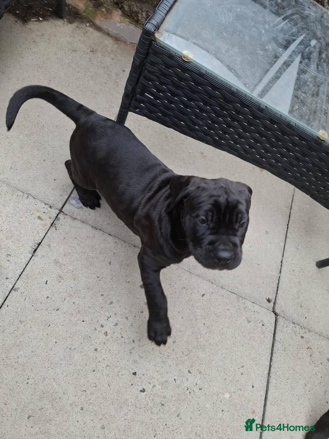 Mixed Breed dogs for sale: 3 beautiful boys for sale  - Image 34