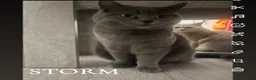 British Shorthair cats for sale: 3 stunning cats for sale - Advert 2