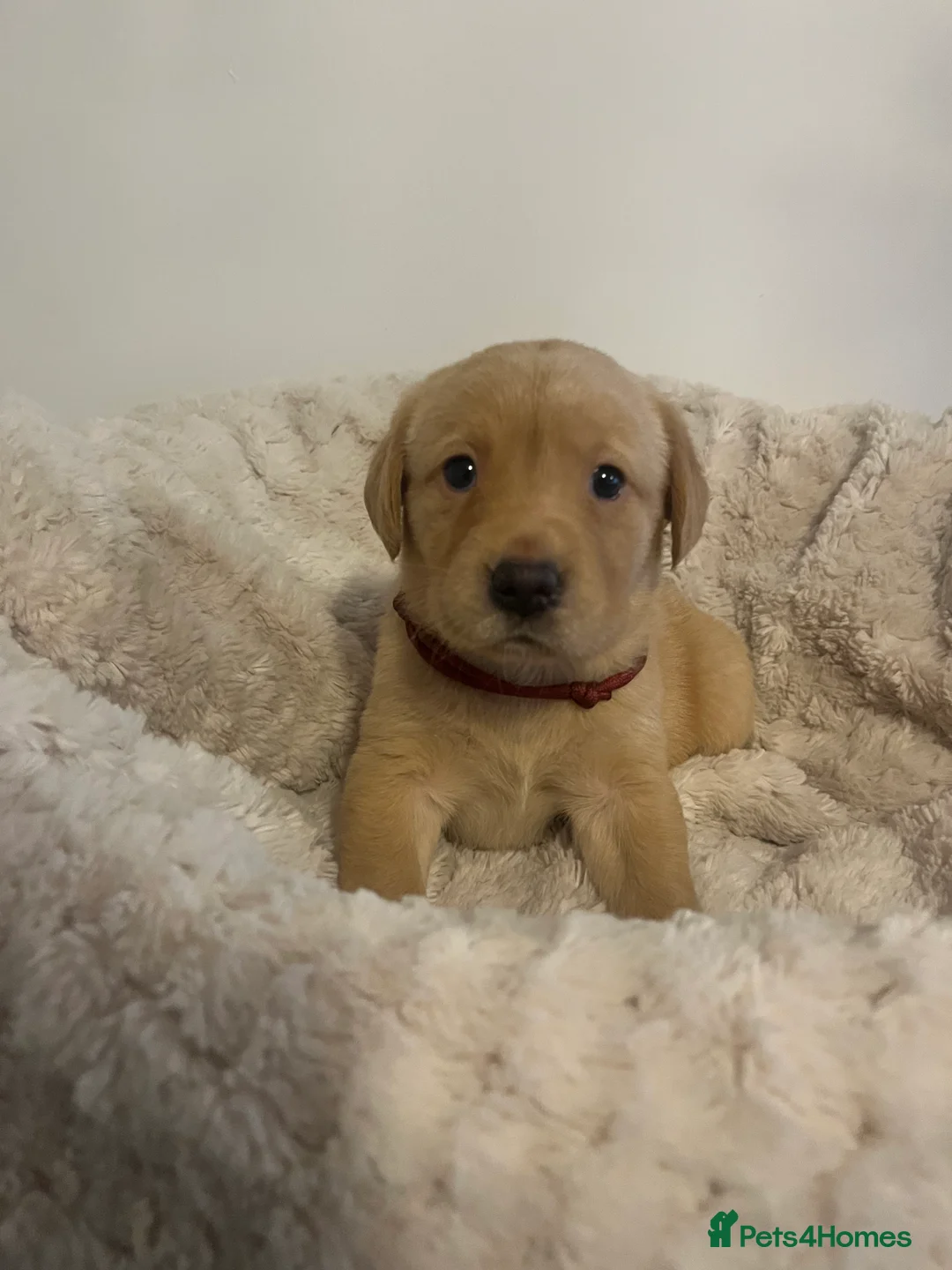 Labrador Retriever dogs for sale: Stunning Chunky KC Registered Labrador Puppies  - Advert 2