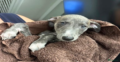 Whippet dogs - Advert 10