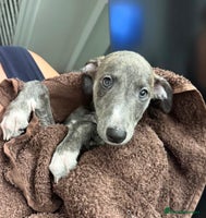 Whippet dogs - Advert 10