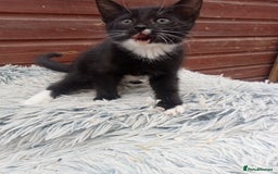 Mixed Breed cats for sale: Kittens  - Image 6