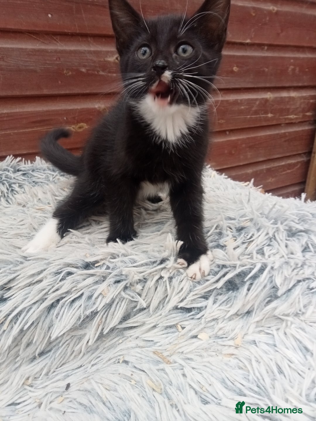 Mixed Breed cats for sale: Kittens  - Image 6