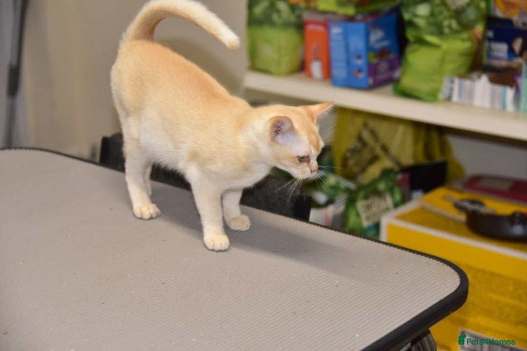 Burmese cats for sale: Cream female Burmese  - Image 3