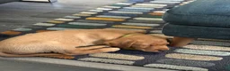 Labrador Retriever dogs for sale: Free to a good home in Currie - Advert 1