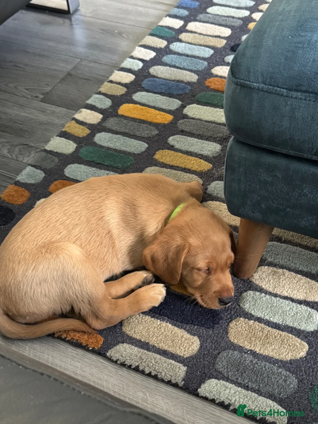 Labrador Retriever dogs for sale: Free to a good home in Currie - Advert 1