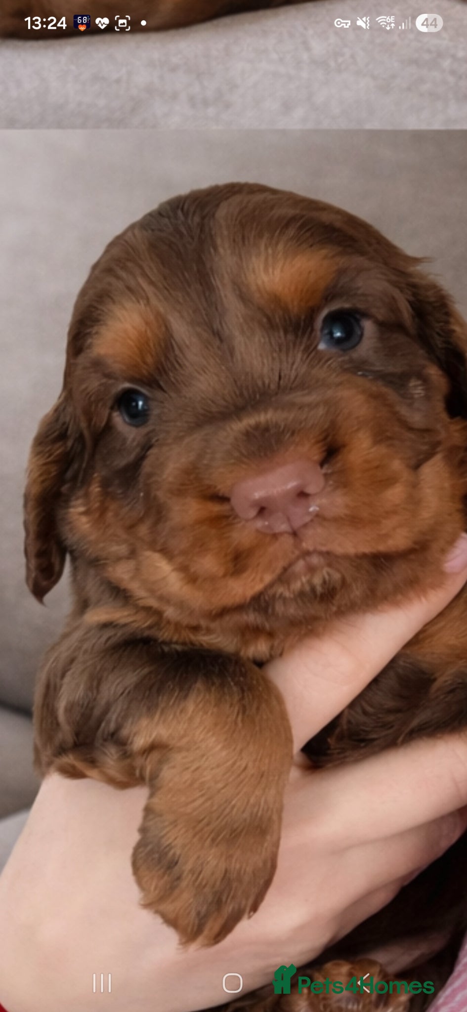 Cocker Spaniel dogs Cocker spaniel boys - Advert 1