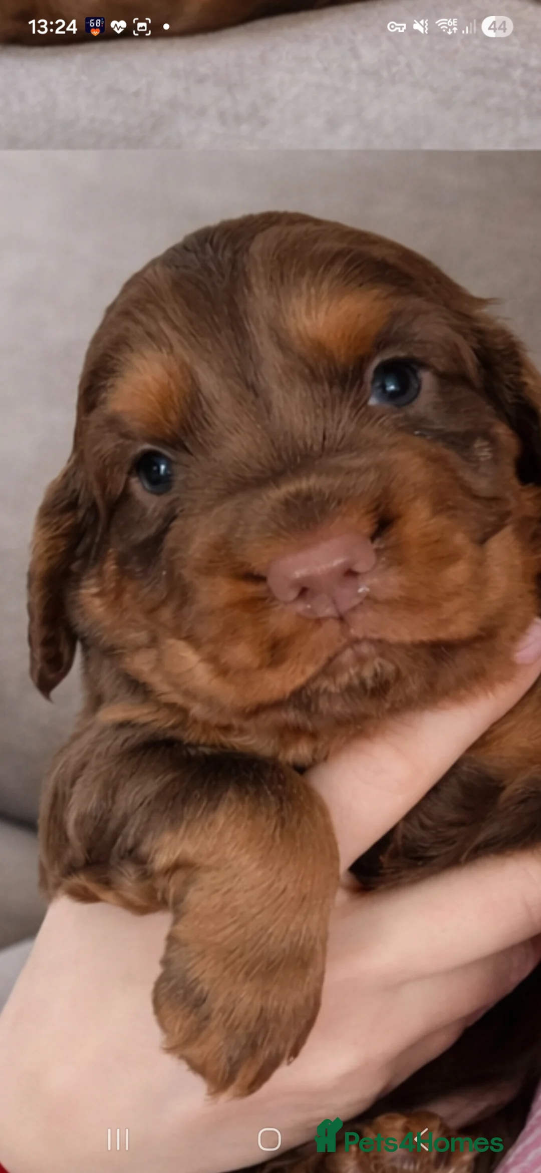 Cocker Spaniel dogs for sale: Cocker spaniel boys - Advert 1