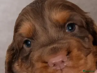 Cocker Spaniel dogs Cocker spaniel boys - Advert 7