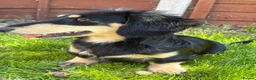 Miniature Dachshund dogs for sale: Long Haired Miniature Dachshund  - Advert 3