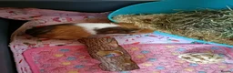 Guinea Pig rodents for sale: 2 male guinea pigs  in Oldham - Advert 4