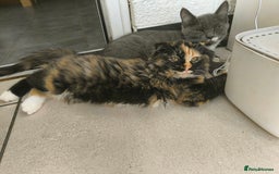 Scottish Fold cats for sale:  1 Tuxedo Scottish Fold Kitten Boy  in Manningtree - Image 12