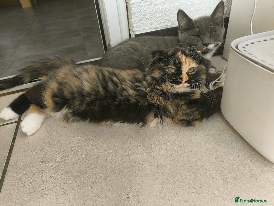 Scottish Fold cats for sale:  1 Tuxedo Scottish Fold Kitten Boy  in Manningtree - Image 12
